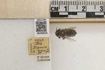 Media type: image;   Entomology 790919 Aspect: Labels